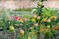 Penpont, Powys, UK.  Apples trained up pole in kitchen garden