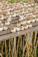 Garlic bulbs drying out on greenhouse bench