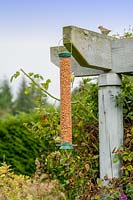 Blue Tits and Sparrow visiting peanut bird feeder