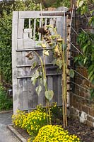 Sunflowers gone to seed next to wooden kitchen garden gate