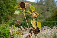 Owlpen Manor, Gloucestershire, UK. Autumn in the kitchen garden with seeded sunflower heads