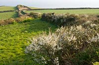 Blackthorn blossom ( Prunus spinosa ) at edge of field leading to the sea