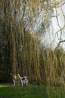 Sherborne Garden, Litton, Somerset ( Southwell ). Early spring, Salix xsepulcralis ( weeping willow )