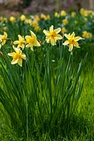 Clump of Daffodils in spring sunshine