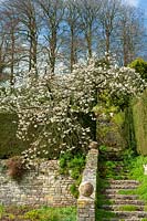 Milton Lodge, Wells, Somerset ( Tudway-Quilter ) spring garden with Prunus 'Taihaku' ( Great White Cherry )