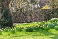 Milton Lodge, Wells, Somerset ( Tudway-Quilter ) spring garden, drifts of daffodils beneath the trees