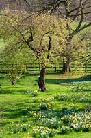Milton Lodge, Wells, Somerset ( Tudway-Quilter ) spring garden, drifts of daffodils beneath the trees