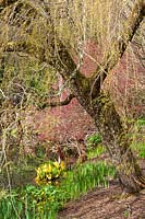 Salix babylonica var. pekinensis