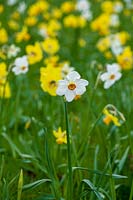 Narcissus poeticus var. recurvus and 'Larkwhistle'