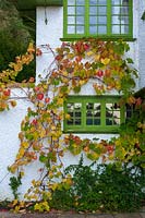 Perrycroft, Herefordshire. ( Archer ) Vitis coignetiae ( Crimson Glory Vine ) on building,( PR available )