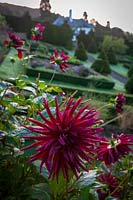 Perrycroft, Herefordshire. ( Archer ) sloping Yew topiary garden with Dahlias,( PR available )