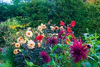 Perrycroft, Herefordshire. ( Archer ) autumn garden with Dahlias and Kniphofia rooperi,( PR available )