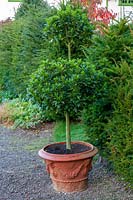 Perrycroft, Herefordshire. ( Archer ) Topiary Bay tree in container,( PR available )