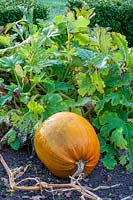 Pumpkins in kitchen garden