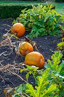 Pumpkins in kitchen garden,( PR available )