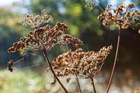 Hogweed seedhead with cobweb