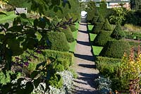 Perrycroft, Worcs. in autumn.  Gillian Archer's garden. Yew topiary pyramids.