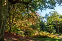 Perrycroft, Worcs. in autumn.  Gillian Archer's garden. Woodland garden with wooden bench