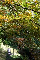 Perrycroft, Worcs. in autumn.  Gillian Archer's garden. Woodland garden with wooden bench