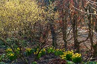 Narcissus 'Peeping Tom' daffodils in shady area of her garden, Spring at RHS Garden Rosemoor, Devon