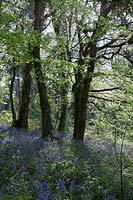 Bluebells in woodland, South Devon