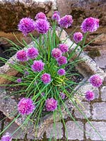 Chives growing in stone tub