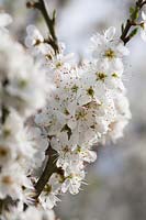 Prunus spinosa ( Blackthorn ) blossom in spring