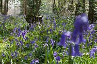 Bluebells ( Hyacinthoides non-scripta ) in Westonbirt Arboretum, Gloucestershire