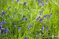Bluebells ( Hyacinthoides non-scripta ) in Westonbirt Arboretum, Gloucestershire