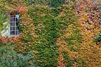 Autumnal Ivy-Covered wall at Chateau Rigaud in South West France
