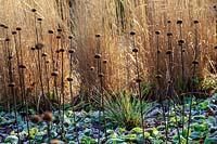 Phlomis russeliana seed heads in wintry garden
