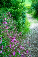 Red Campion flowering at edge of country lane
