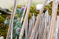 Bamboo canes in garden