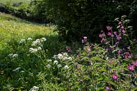 Edge of wildflower filled meadow with Cow Parsley and Red Campion