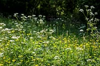 Edge of wildflower filled meadow with Cow Parsley and Buttercups