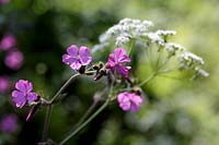Cow Parsley and Red Campion, wildflowers in meadow