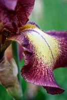Iris 'Provencal'