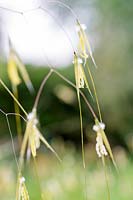 Stipa gigantea ( Giant Oat Grass )