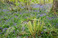 Polystichum setiferum, Soft Shield Fern, growing on Bluebell Woods in Lannacombe, South Devon