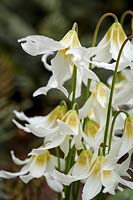 Erythronium 'White Beauty'