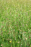Plantago lanceolata, Ribwort Plantain, in large wildflower meadow