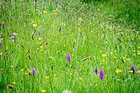 Wildflower meadow at 'Andrew's Wood', South Devon, with Dactylorhiza praetermissa, Southern Marsh-orchid and Ribwort Plantain