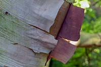 Peeling bark of Betula costata