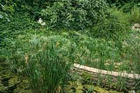 Papyrus ( Cyperus papyrus ) growing in garden pond, with small statue at back