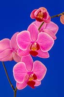 Phalaenopsis ( Moth Orchid )