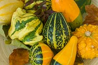 Autumn collection, gourds, leaves and 'old mans beard'