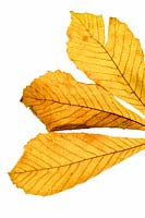 graphic autumn leaf arrangement