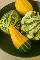 Autumn collection, gourds in black bowl