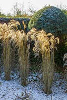 Lady Farm, Somerset, UK. ( Judy Pearce ) large garden in winter, Miscanthus grasses in frosty border