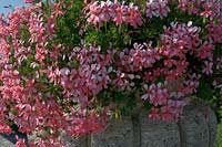 Villa La Foce, Tuscany, Italy. urn planted with pink Pelargonium